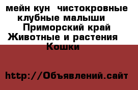 мейн кун  чистокровные,клубные малыши. - Приморский край Животные и растения » Кошки   
